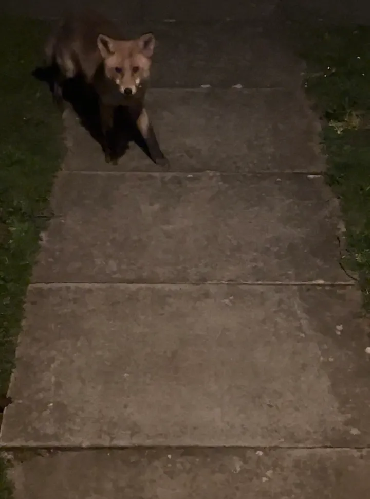 Fox looking startled, screenshot taken from video on the path to my front door at night.