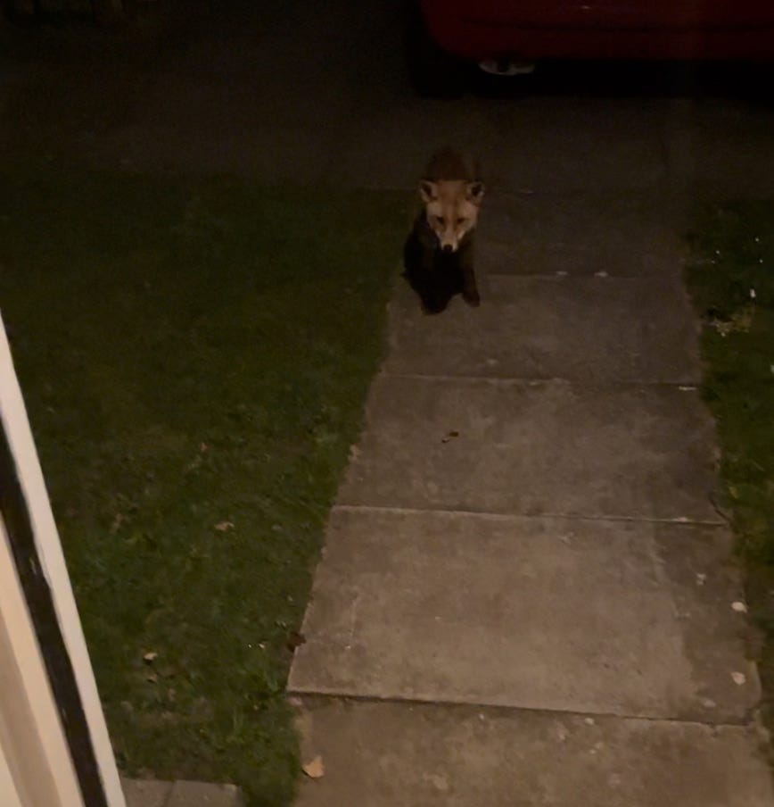 Screenshot of a video of a fox (Moxie Fox) standing at the end of the pathway leading to my front door. They look adorable.