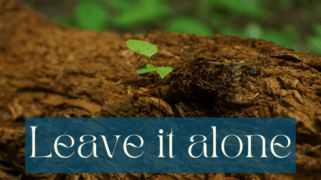 Picture of bark and soil with a small plant with a few leaves growing out of it. Wood floor with plants in the background. White writing on half transparent petrol background saying: Leave it alone.